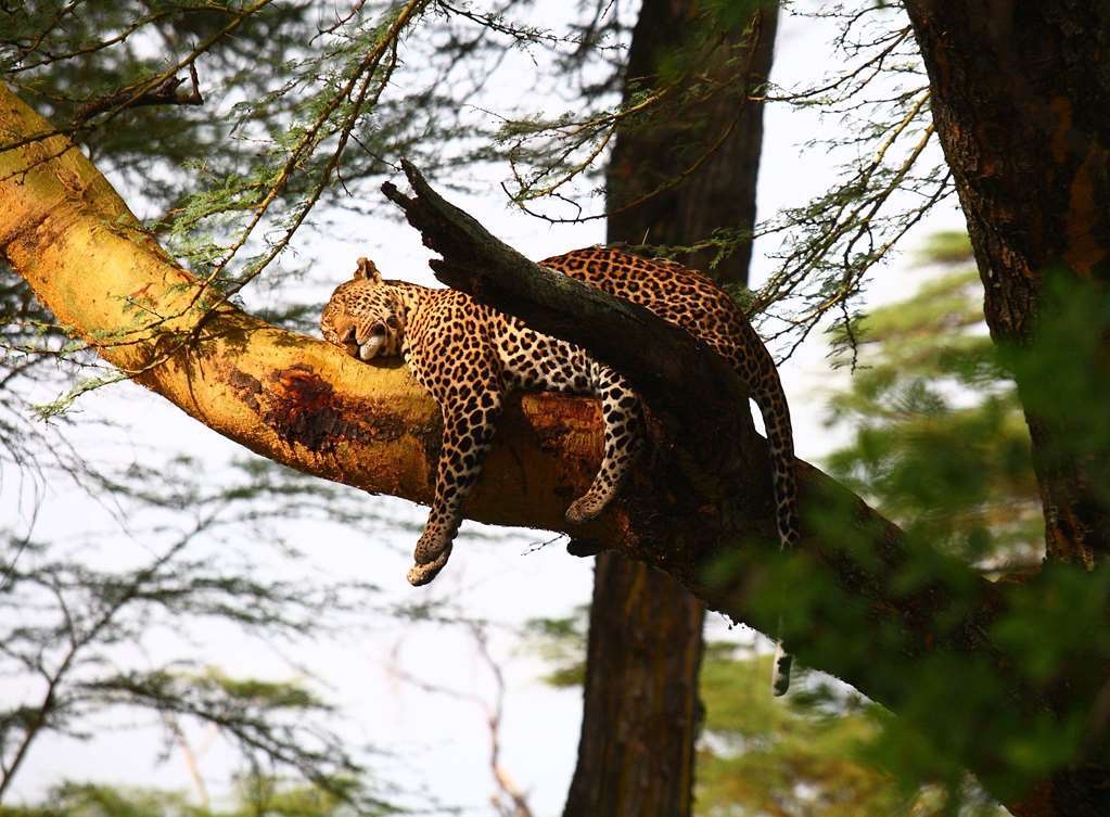 Sarova Lion Hill Game Lodge Nakuru Voorzieningen foto