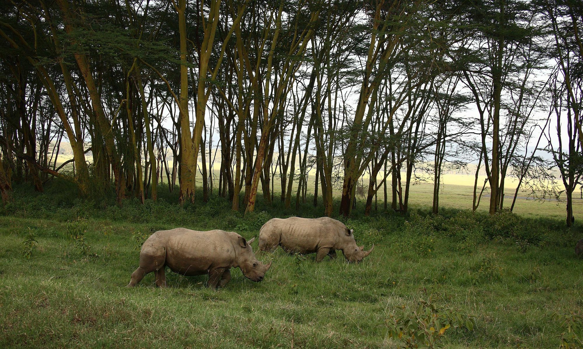 Sarova Lion Hill Game Lodge Nakuru Buitenkant foto